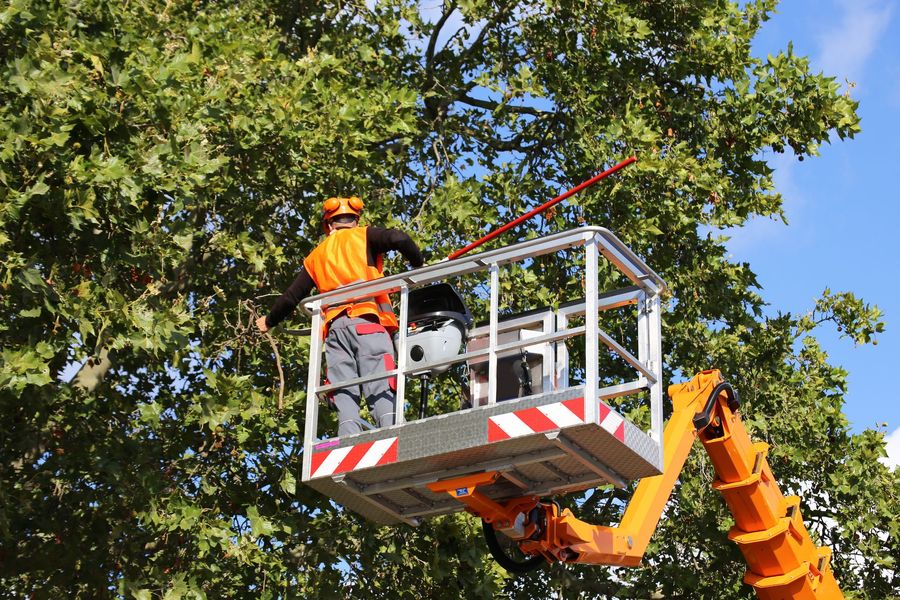 Worker in orange safety gear operating a bucket lift among tree branches under a blue sky