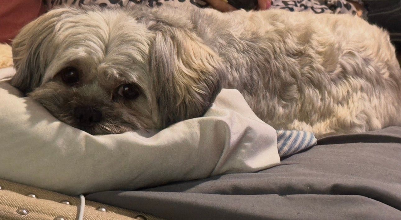 Small fluffy dog lying on a pillow on a bed, resting with its head tucked low.