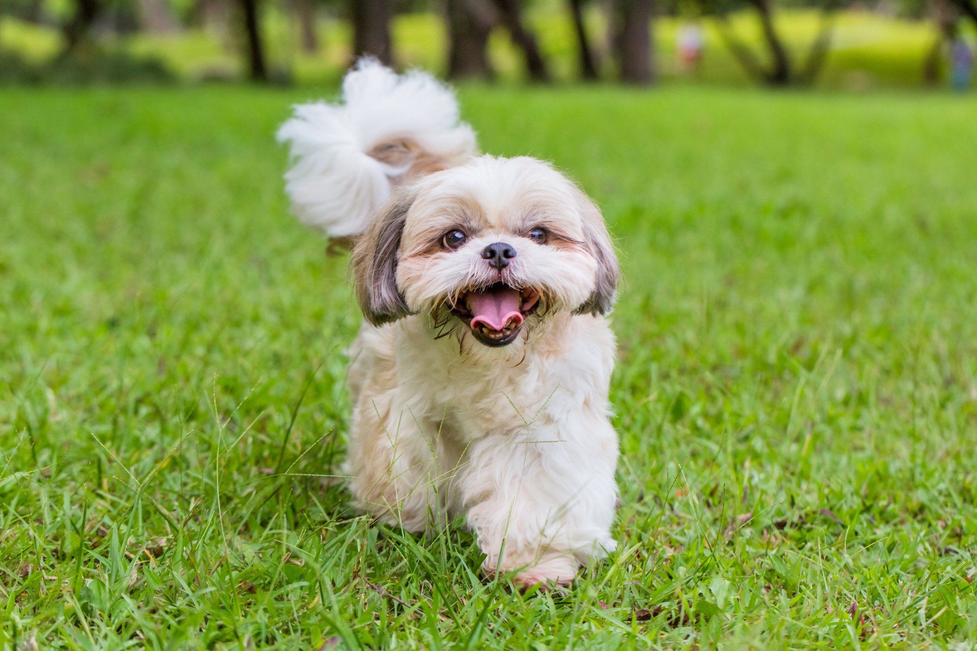 Shih Tzu Dog — Peachtree City, GA — Good Dog Happy Owner Dog Training LLC.
