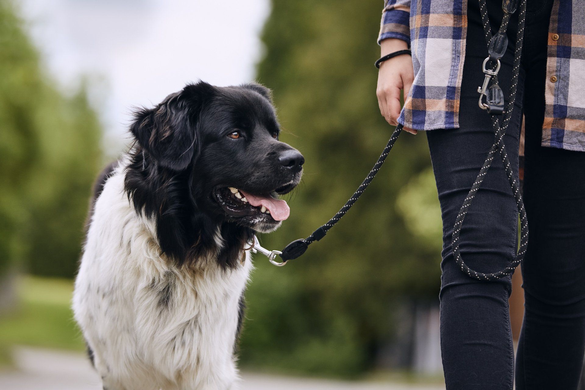 Woman Holding The Leash Of Dog — Peachtree City, GA — Good Dog Happy Owner Dog Training LLC.