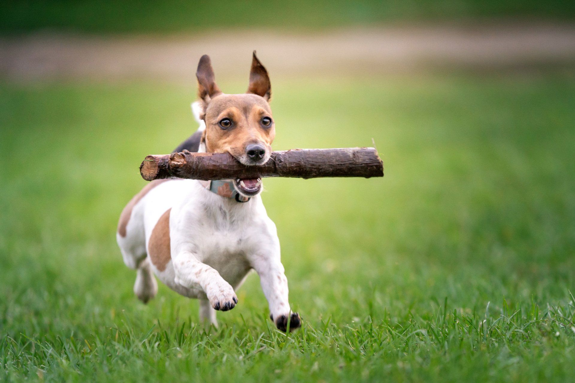 Dog Running With Stick — Peachtree City, GA — Good Dog Happy Owner Dog Training LLC.