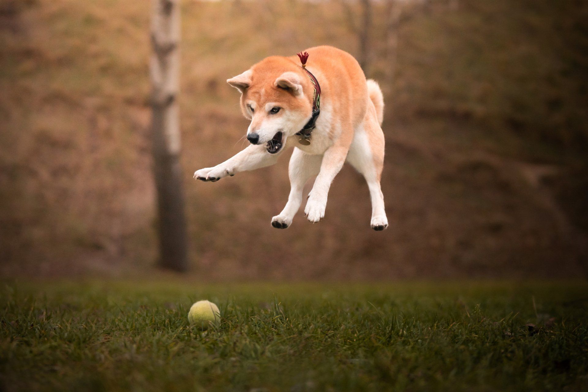 Dog Playing With Ball — Peachtree City, GA — Good Dog Happy Owner Dog Training LLC.