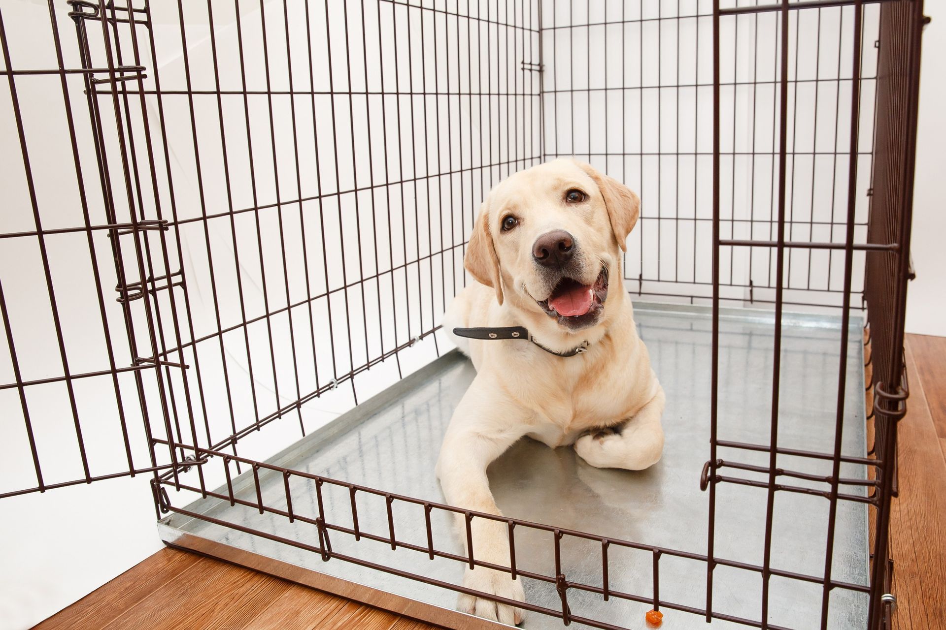 The Importance of Crate Training with Puppies and Dogs
