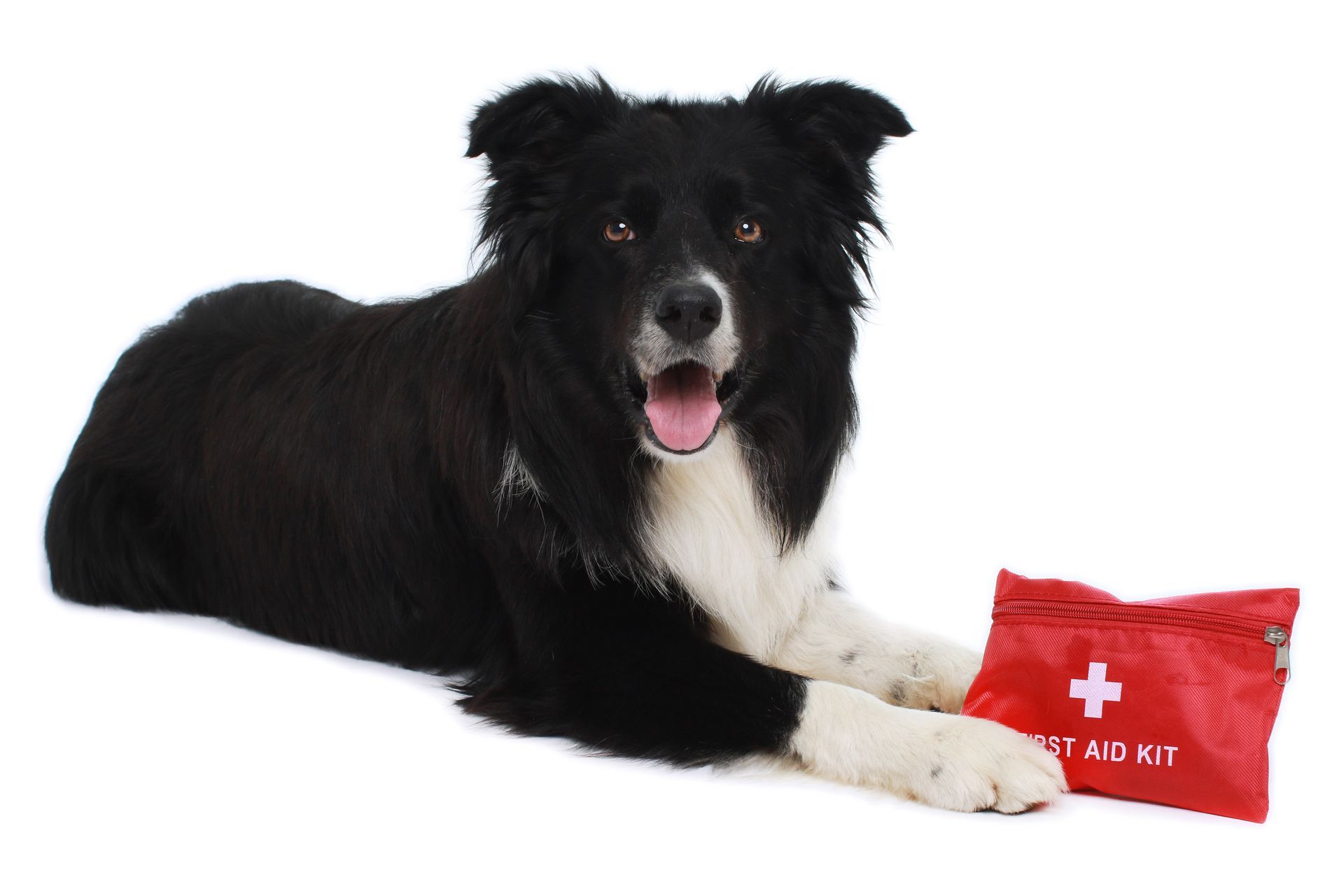 Dog with first Aid kit