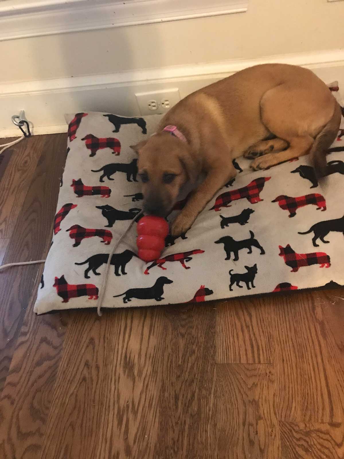 Dog Playing With Toy — Peachtree City, GA — Good Dog Happy Owner Dog Training LLC.