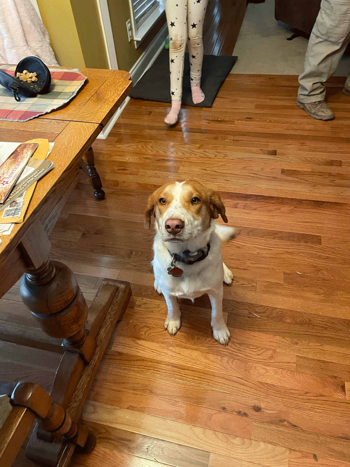 Dog In A Room — Peachtree City, GA — Good Dog Happy Owner Dog Training LLC.