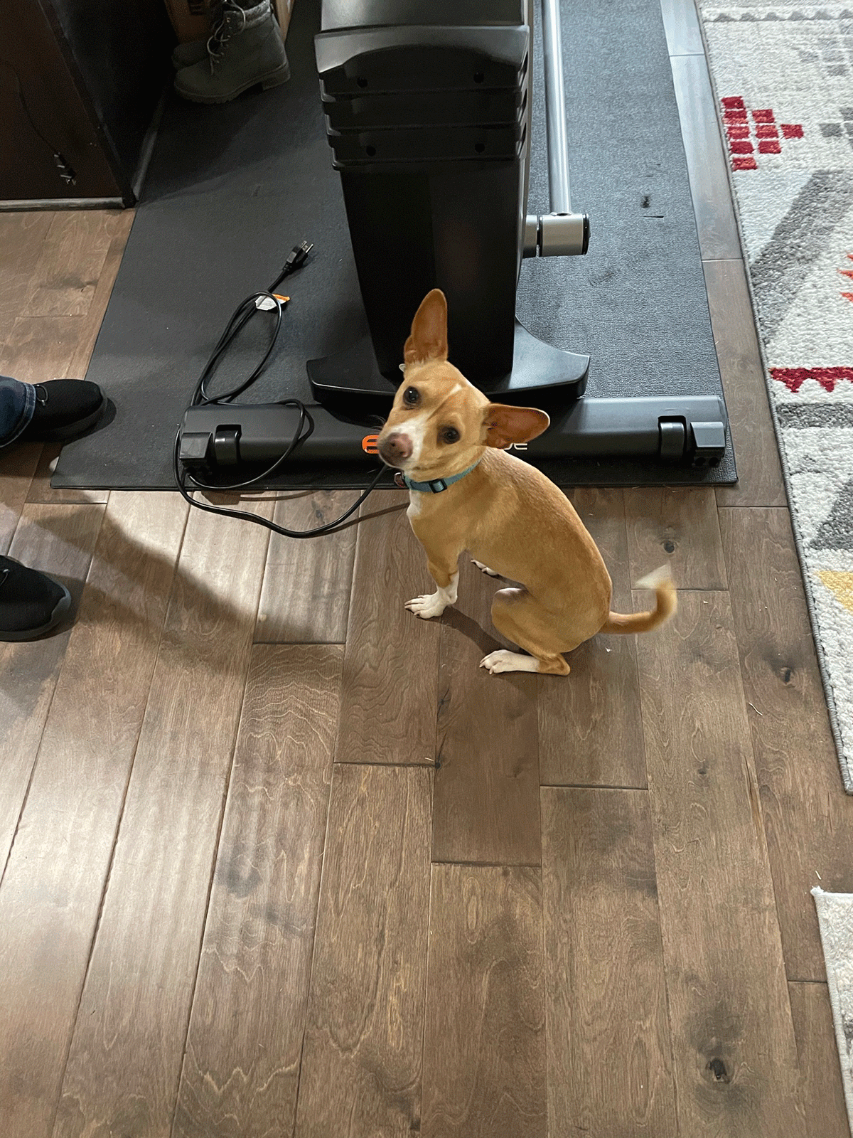 Chihuahua Breed — Peachtree City, GA — Good Dog Happy Owner Dog Training LLC.