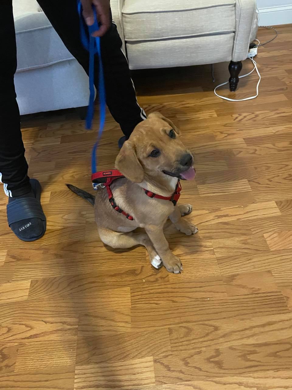 Dog With A Lease — Peachtree City, GA — Good Dog Happy Owner Dog Training LLC.