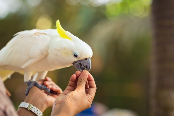 Beautiful white Cockatoo is eating from hands
