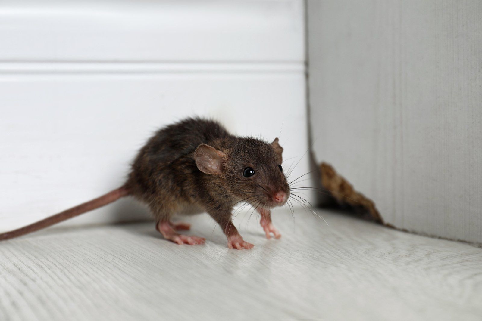 Rat Near Wooden Wall — Margate, FL — Goodfellas Pest Extermination