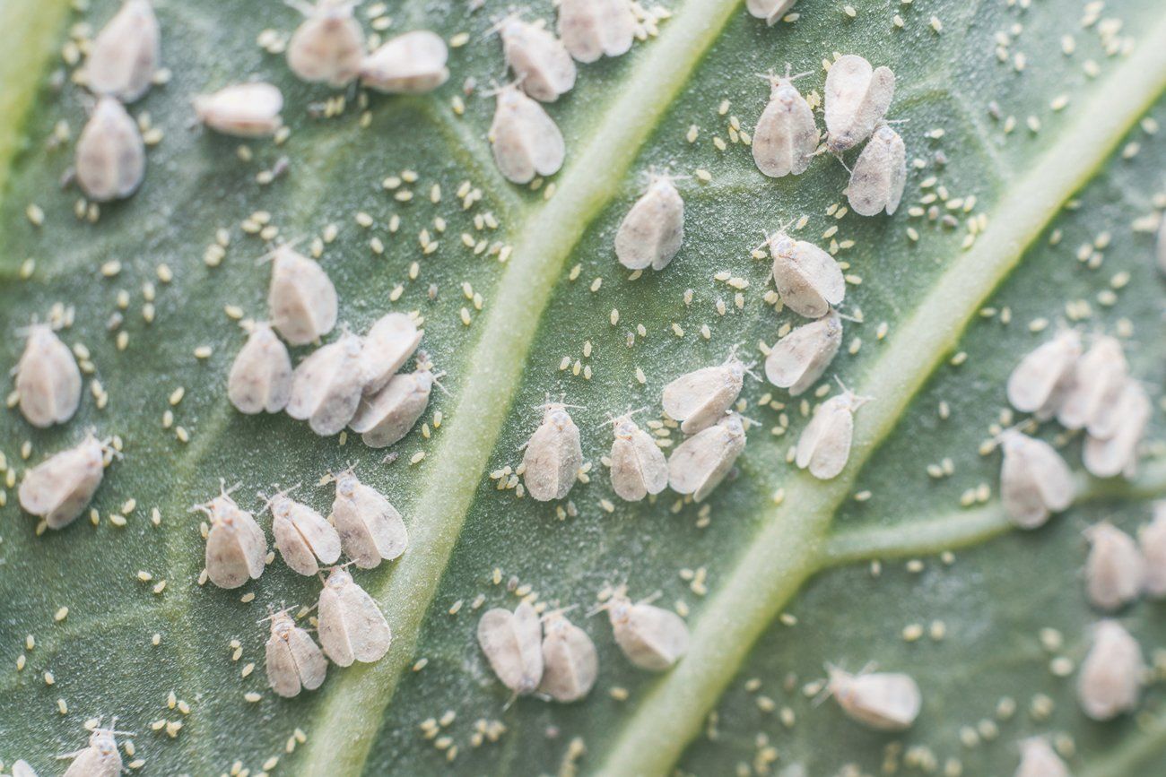 Close up image of multiple whiteflies protecting their eggs