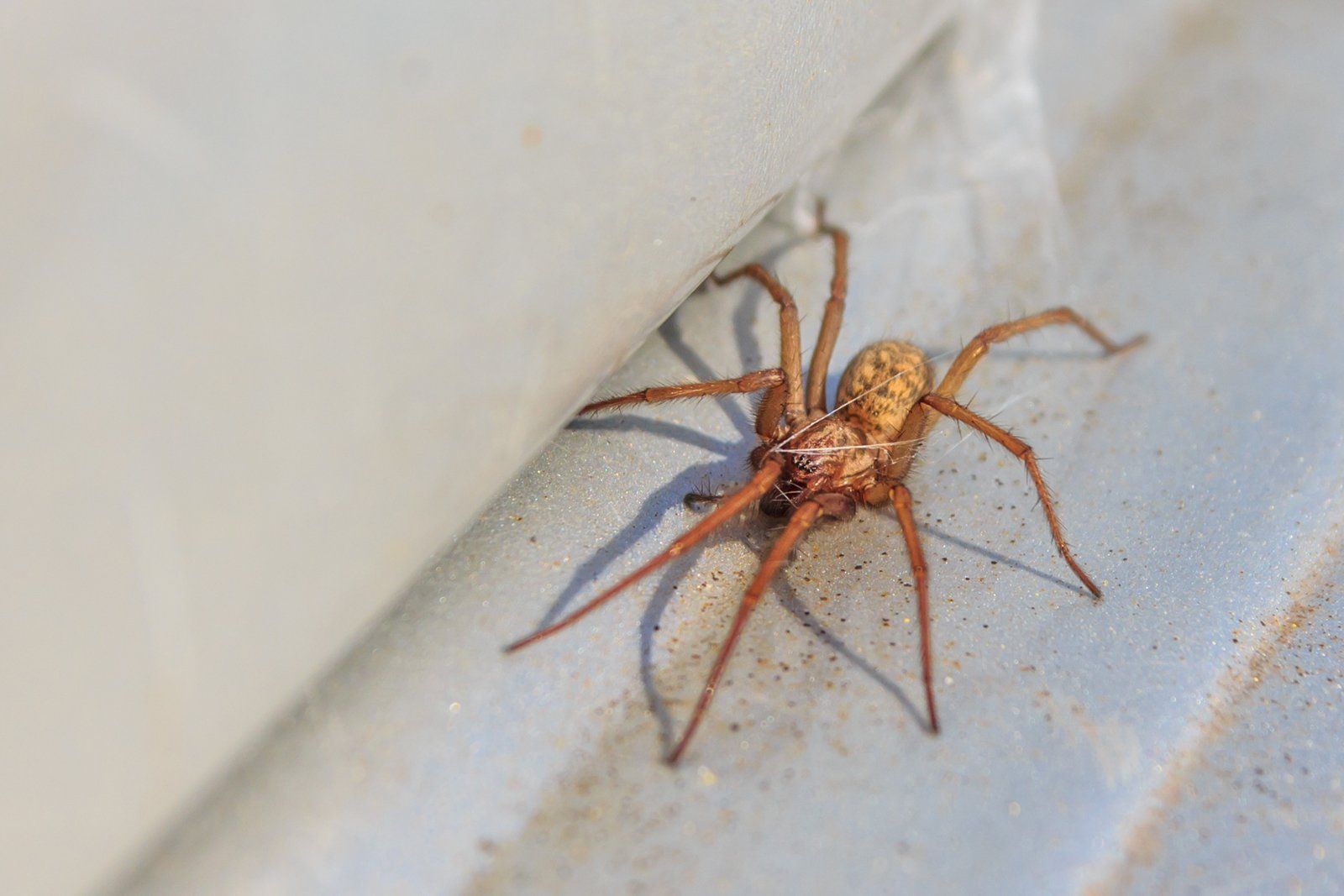 Image of nasty brown spider on the floor