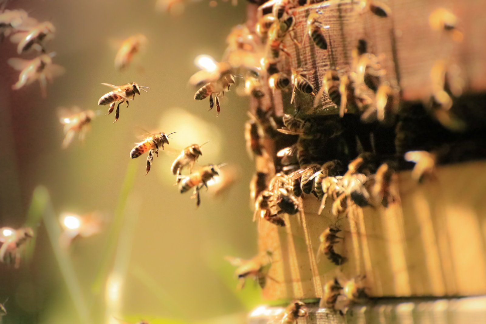 Honey Bees Working — Margate, FL — Goodfellas Pest Extermination