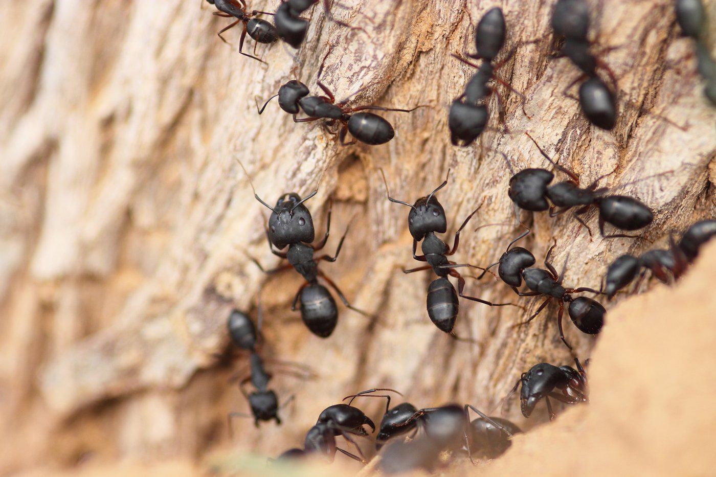 Black Ants — Margate, FL — Goodfellas Pest Extermination