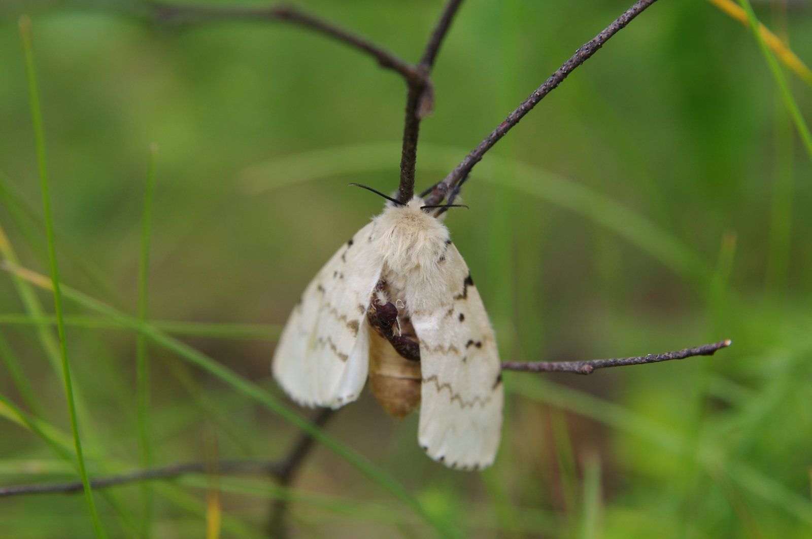 Moth On A Twig — Margate, FL — Goodfellas Pest Extermination