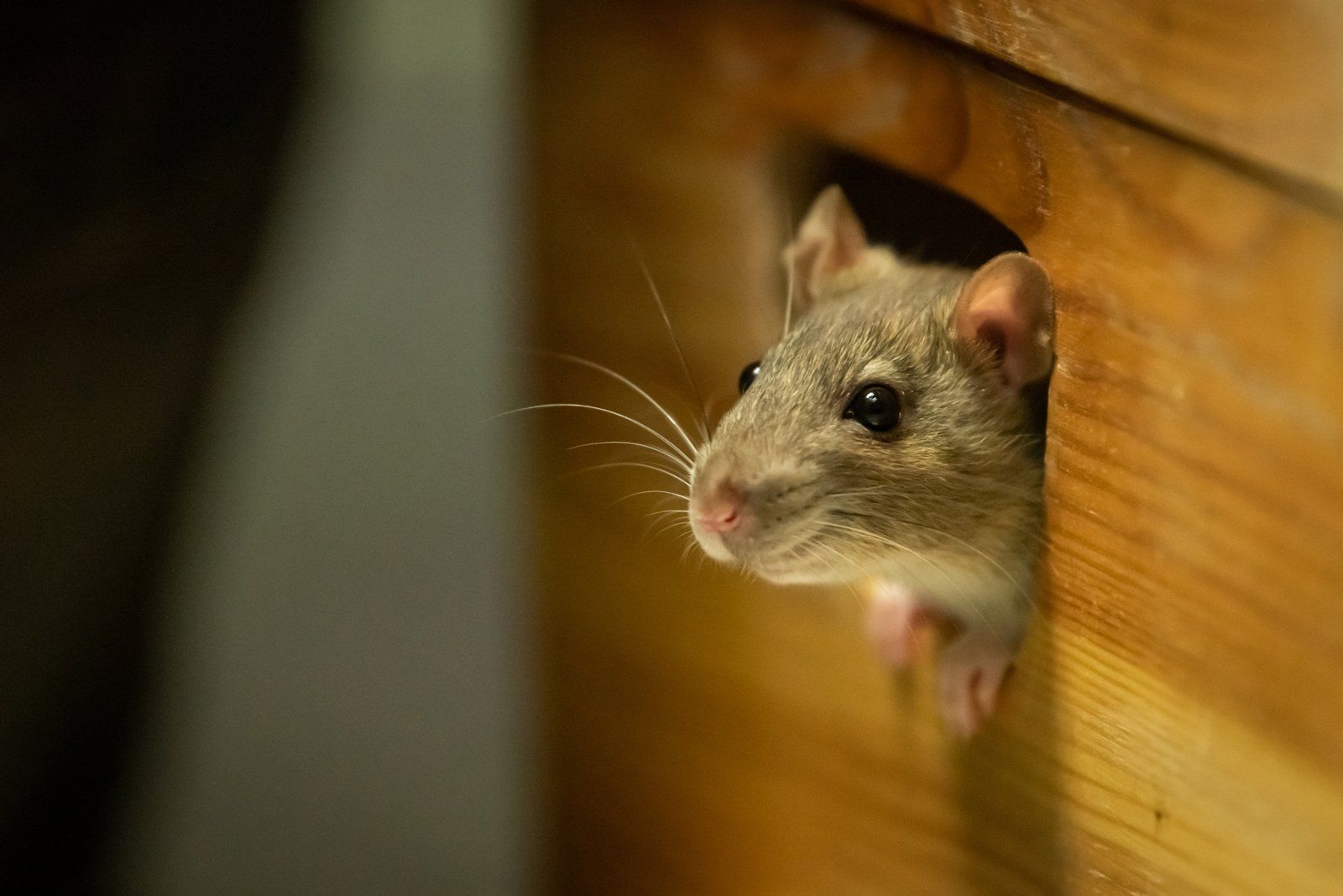 Rat Looking Out Of A Wooden Box — Margate, FL — Goodfellas Pest Extermination