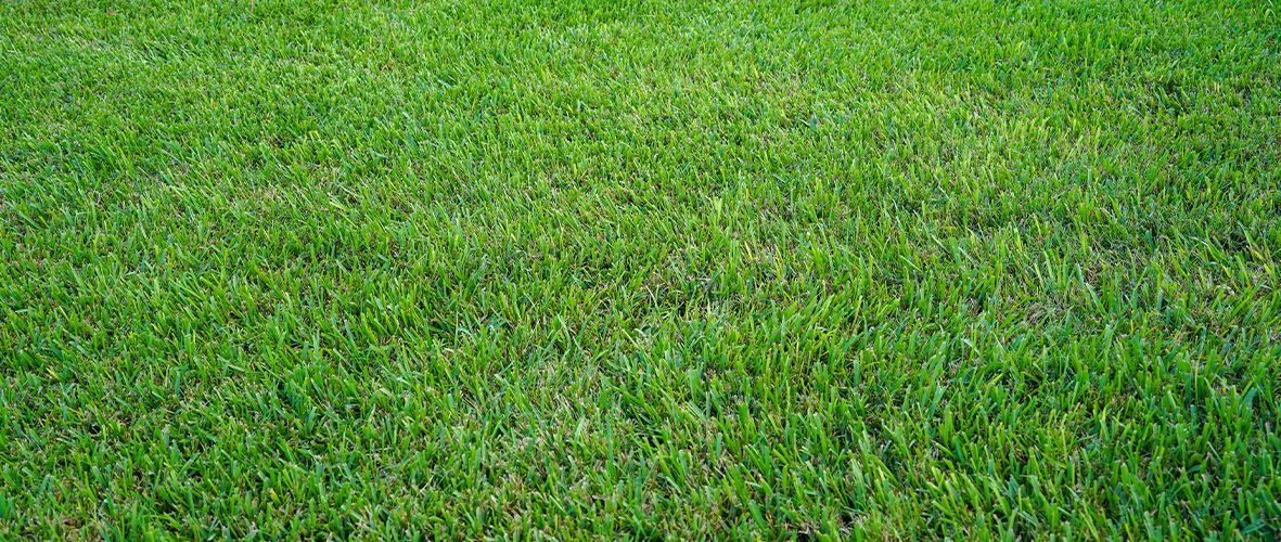 What Are the Best Grass Types for North Texas Lawns: Bermuda, St. Augustine & Zoysia?