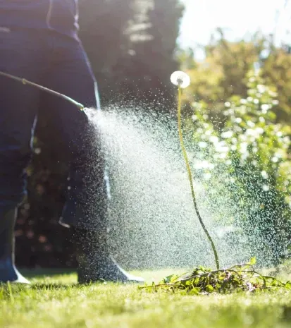 lawn weed control services in sherman tx