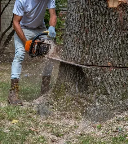 tree and stump removal services in sherman tx