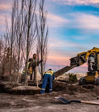 tree installation services in sherman tx