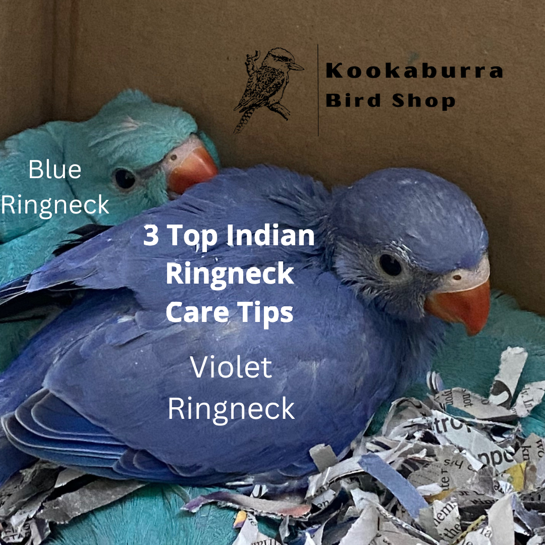 Blue & Violet Indian Ringneck Parakeets