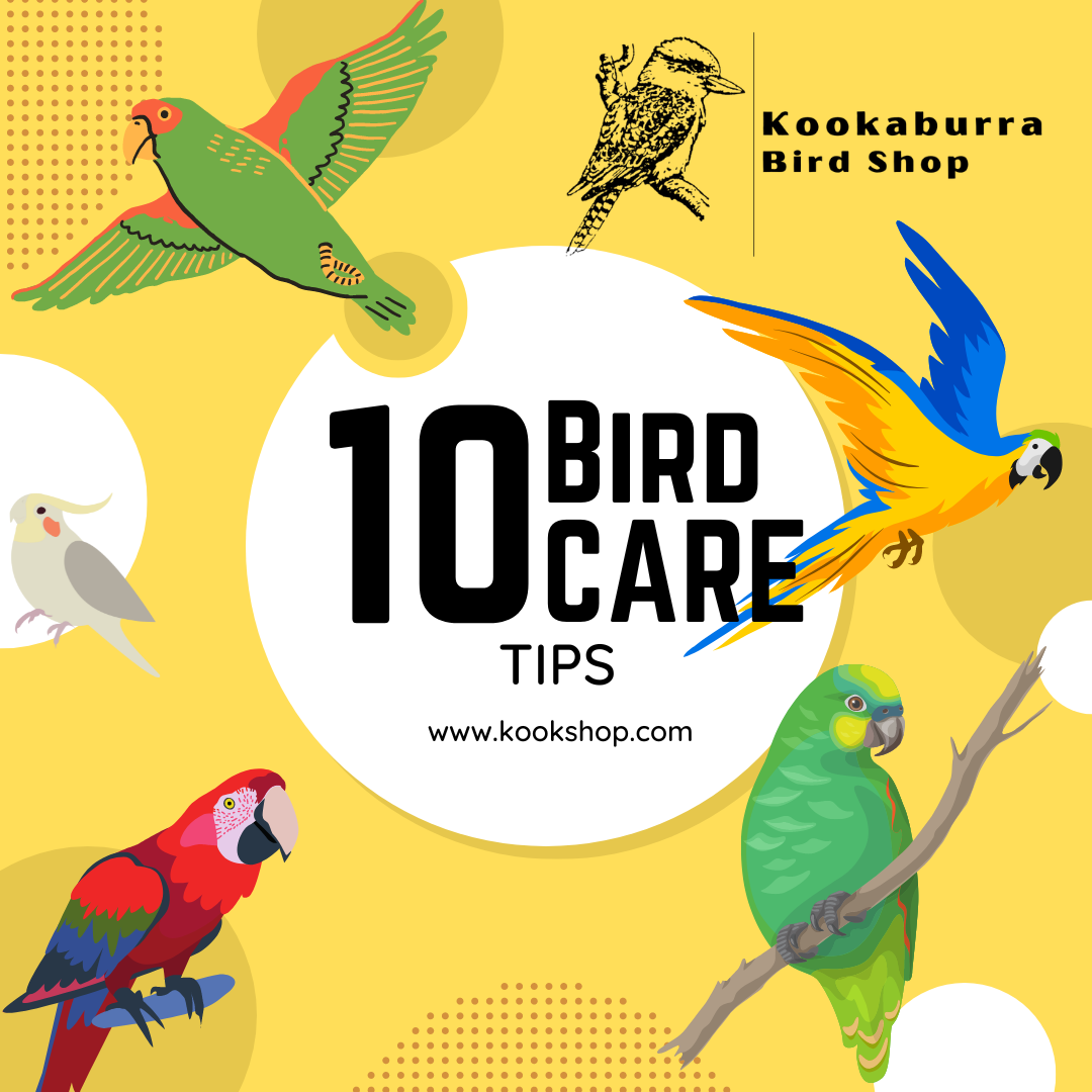 10 Bird Care Tips