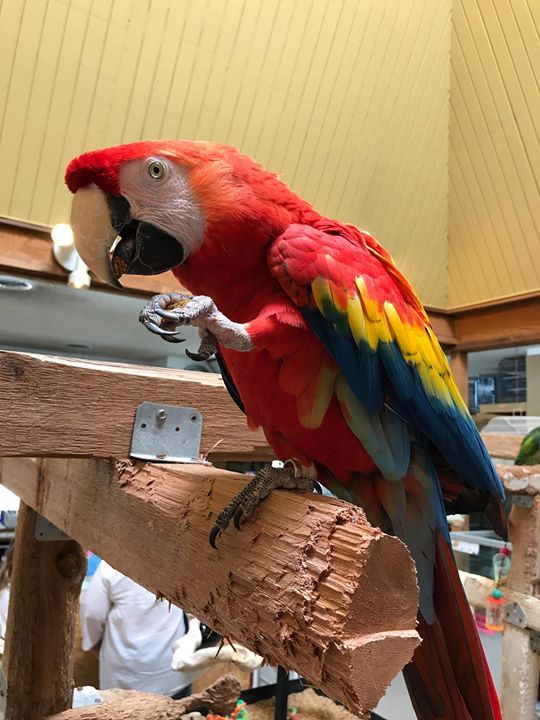 Floor Standing Java Trees for Parrots
