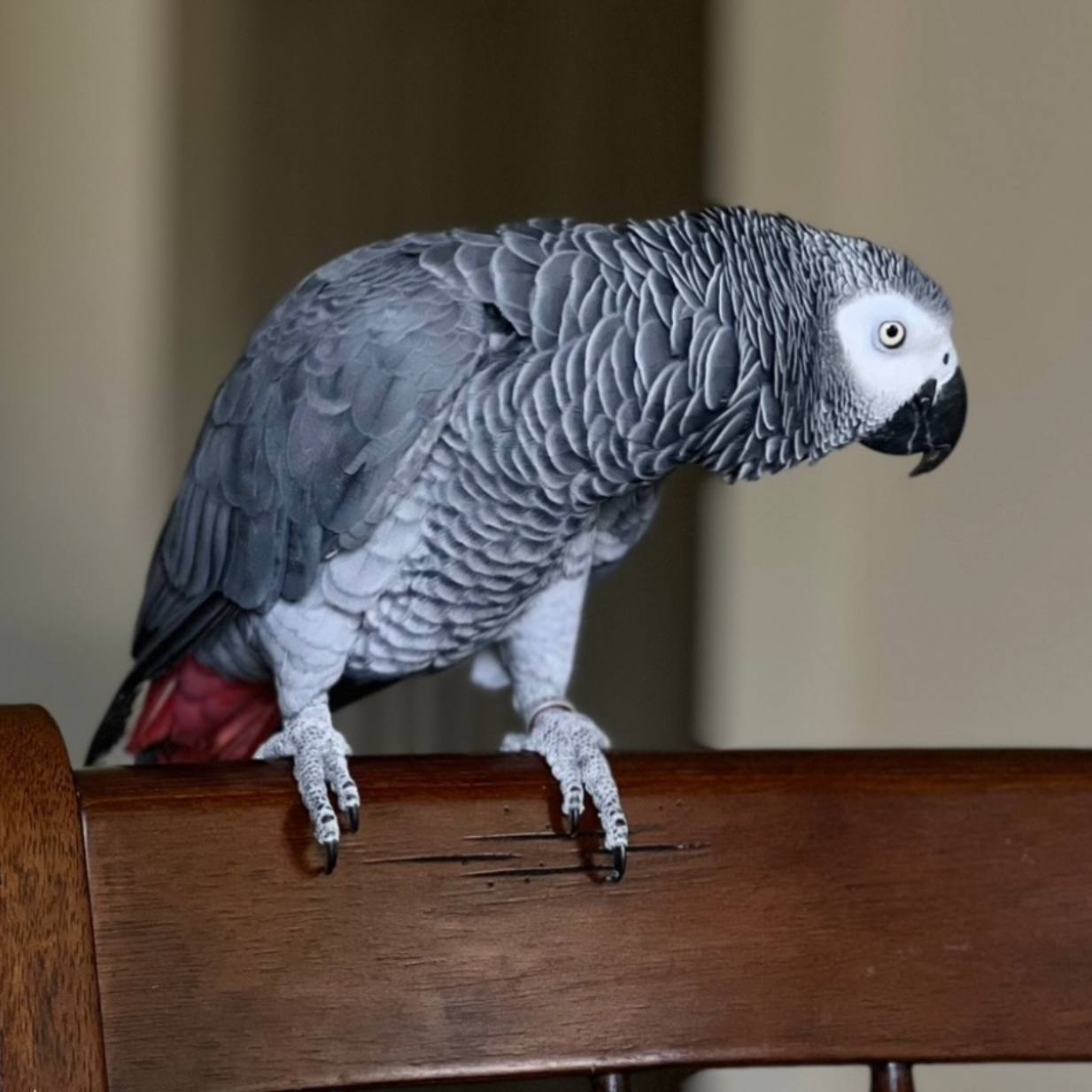 African Grey Parrot