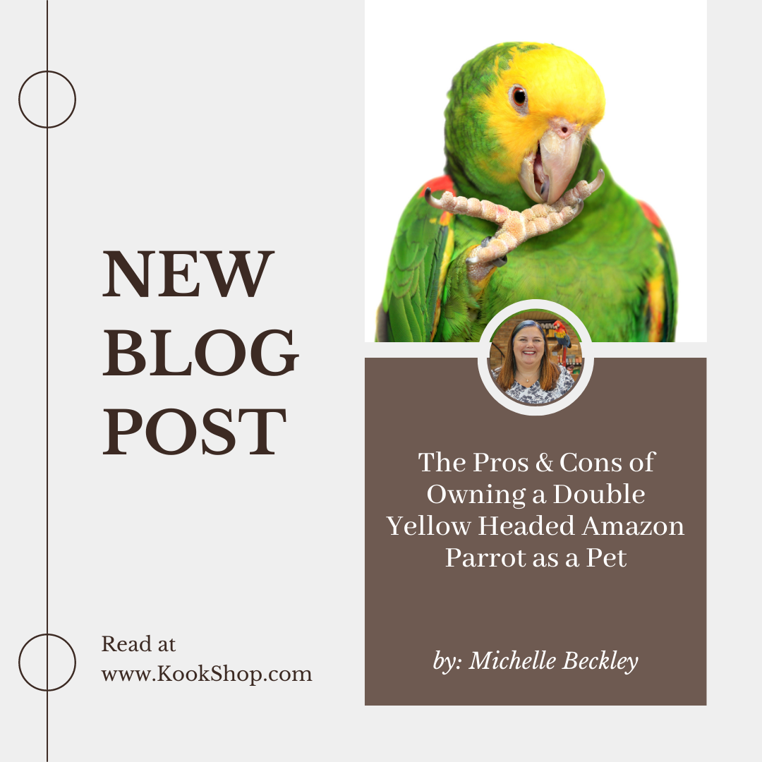 The Pros & Cons of Owning a Double Yellow Headed Amazon Parrot