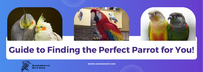 Guide to finding the perfect parrot for you