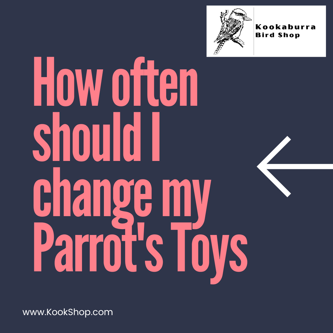 How Often Should You Rotate Your Parrot's Toys?