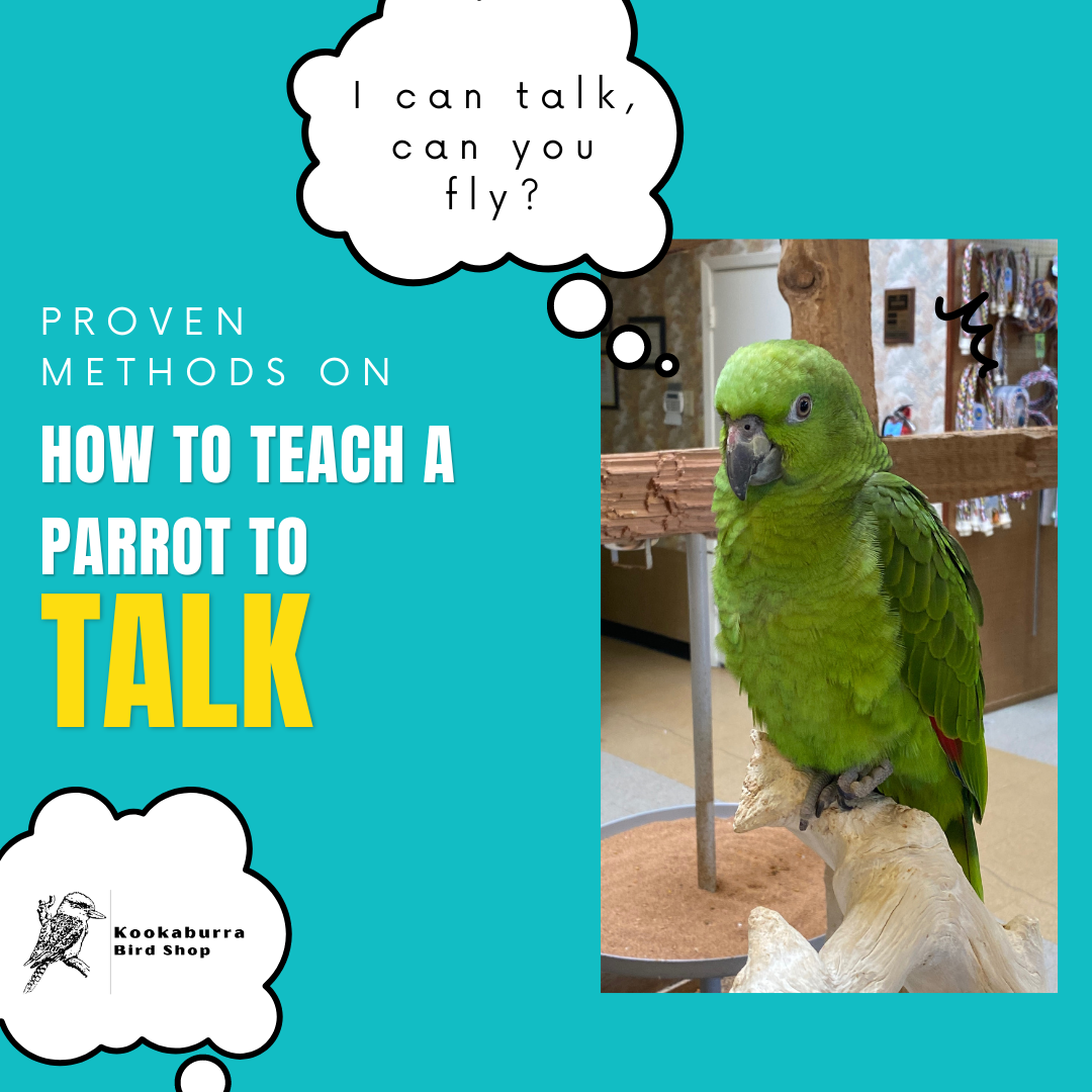 Teach Your Parrot To Talk With Kookaburra Bird Shop