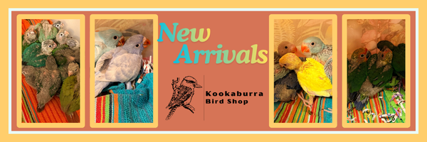 baby parrots at Kookaburra Bird Shop