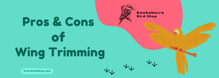 Image showcasing To Trim or Not to Trim Wings: - Wing Trimming for Pet Birds