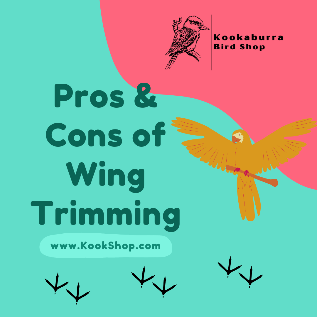 To Trim or Not to Trim Wings Wing Trimming for Pet Birds