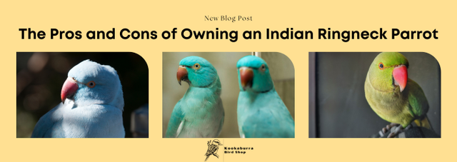 The+Pros+and+Cons+of+Owning+an+Indian+Ringneck+Parrot+%28701+ +249+px%29 640w