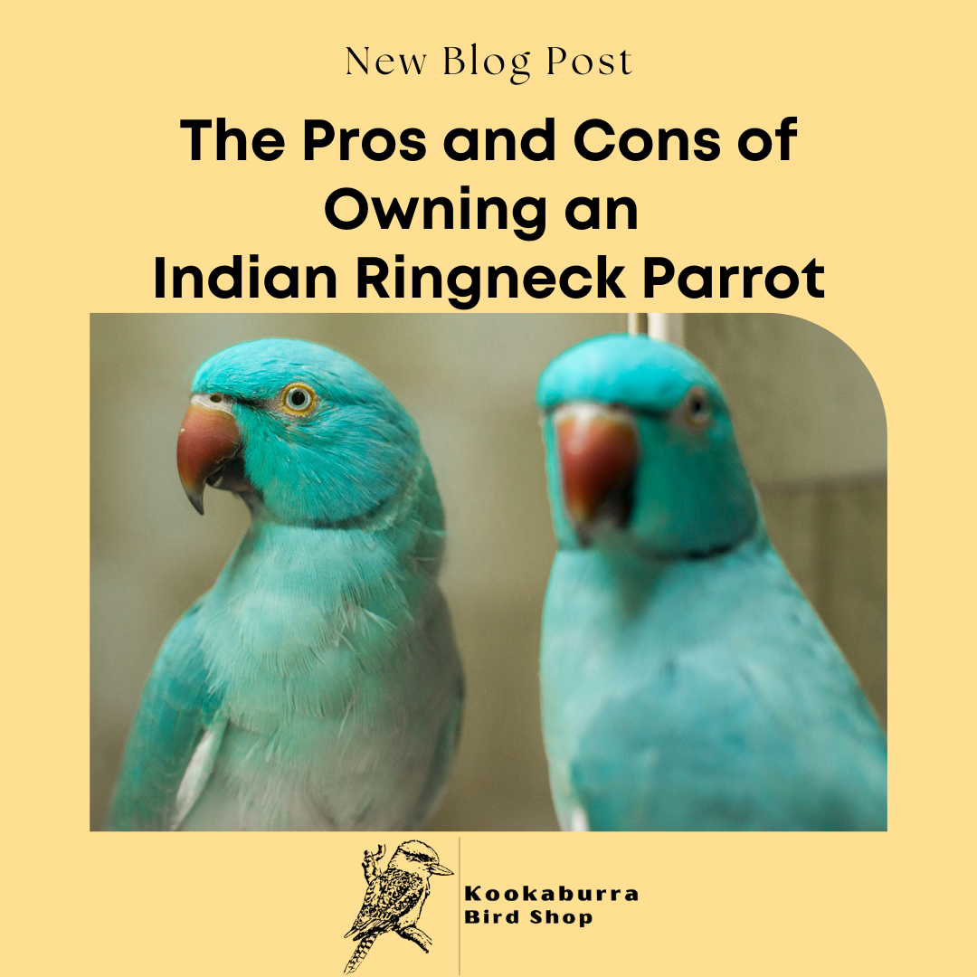 do all indian ringneck parrots talk