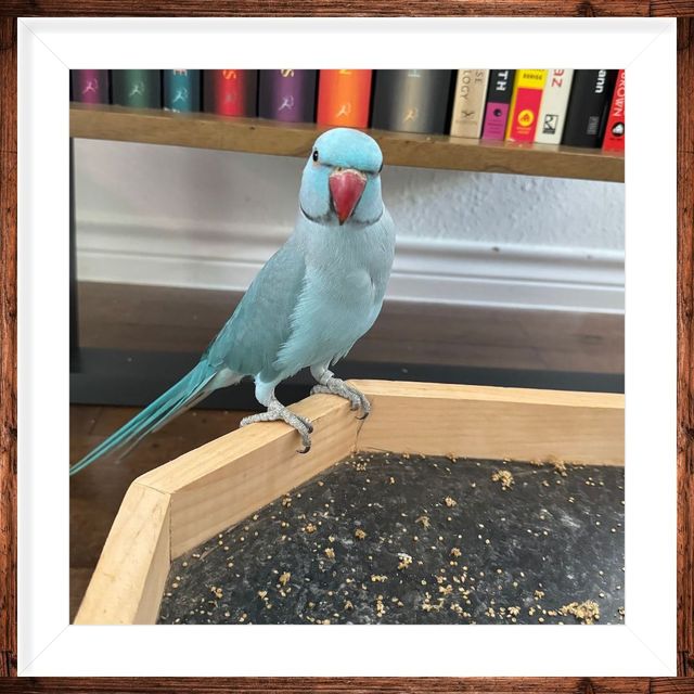 Ringneck Parrot Love Birds Shop Near Me Rabbit Toys Bird Toys For