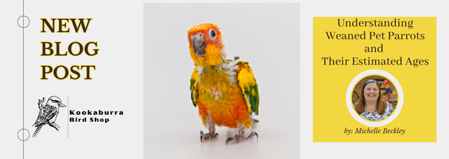 Weighed My Sun Conure Today  Best in Flock - A Parrot Blog