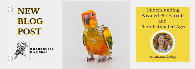 Parrot Es In English - Infoupdate.org