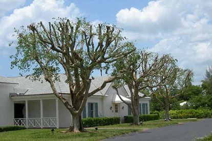 Tree Topping — Salem, NC — Flores Tree Service