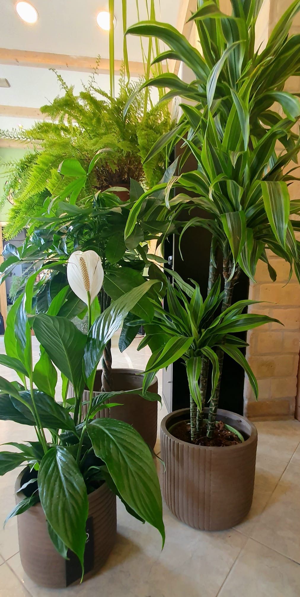 Piante da interno in vasi marroni; tra le altre, giglio della pace e dracena, con fogliame verde brillante.