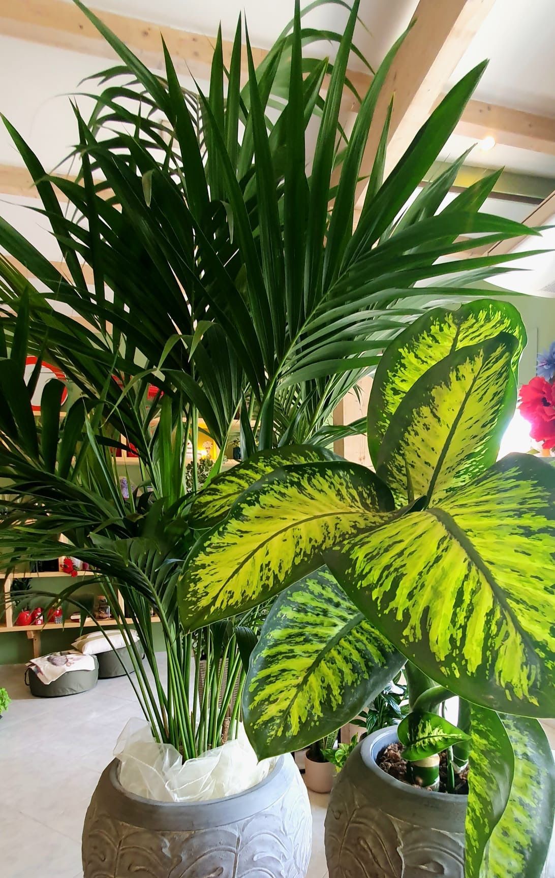 Due piante in vaso con un fogliame verde lussureggiante, una simile a una palma e l'altra con grandi foglie con motivi giallo-verdi.