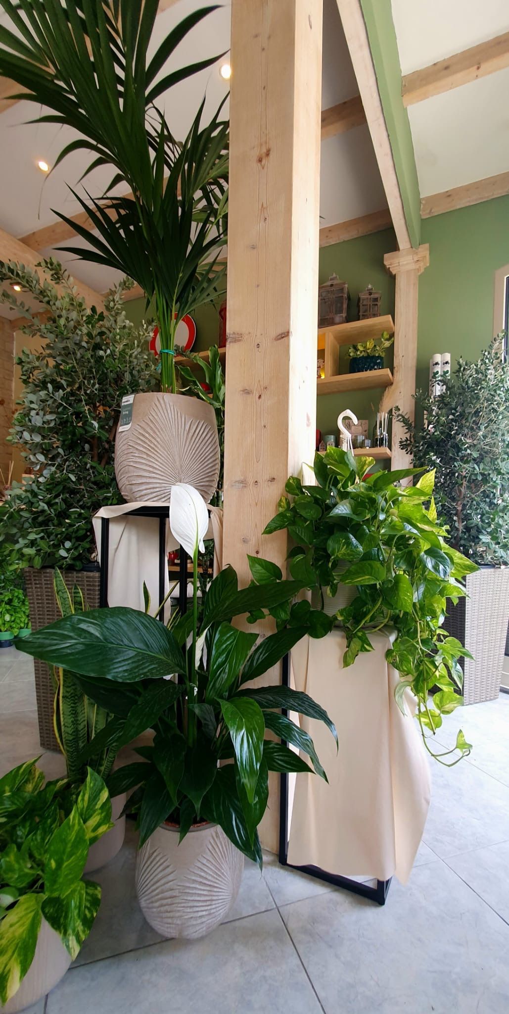Piante in vaso in casa, tra cui una palma, contro un pilastro di legno chiaro e pareti chiare.