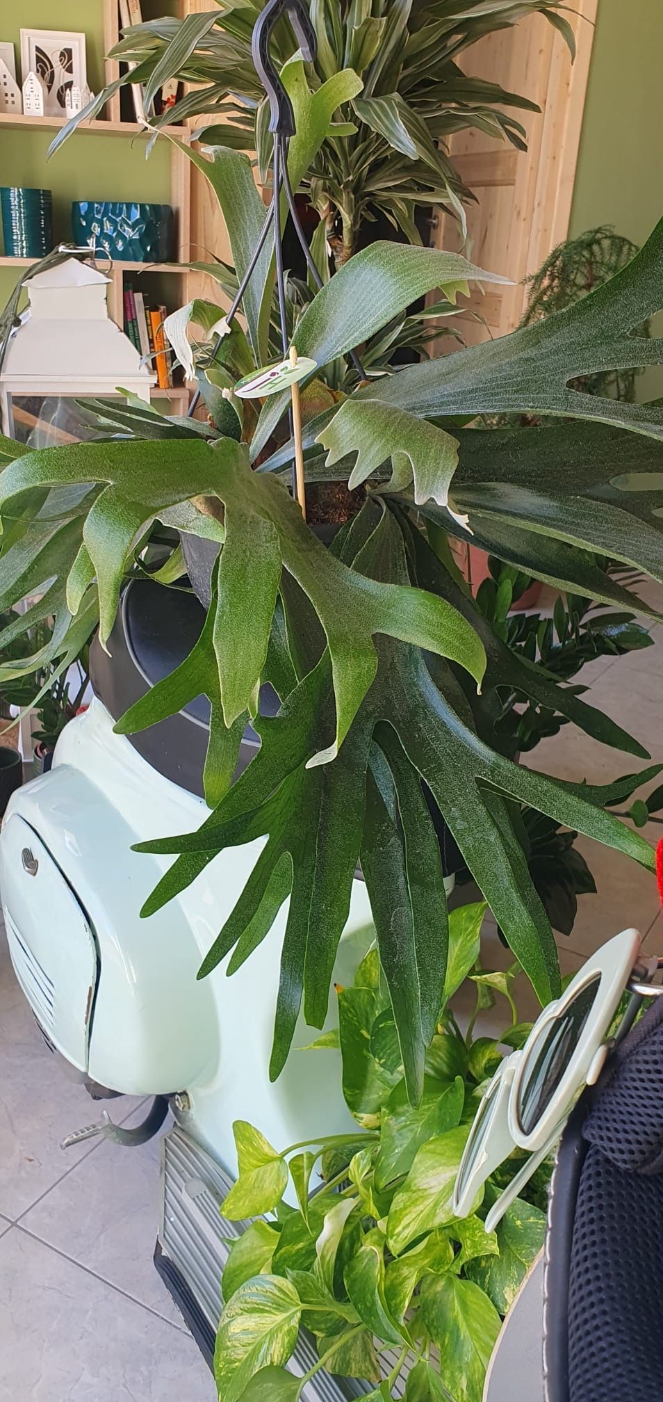 Una grande felce a corna di cervo è sospesa sopra uno scooter verde chiaro e un'altra pianta in vaso in un ambiente interno.