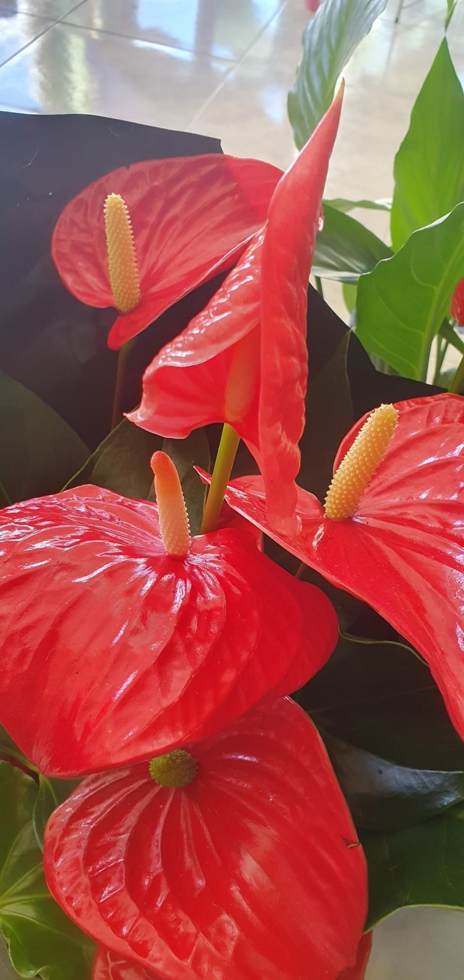 Primo piano di vivaci fiori di anthurium rosso con spadici gialli e steli verdi.