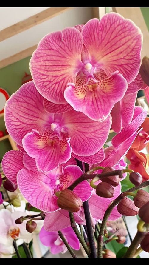 Orchidee rosa e pesca con petali striati e boccioli non ancora aperti.