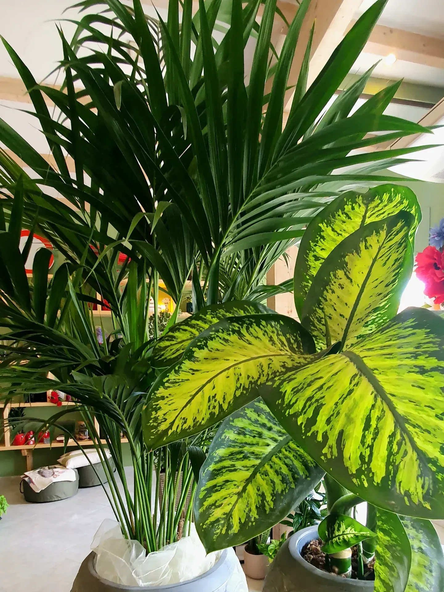 Piante da interno: una palma alta con foglie lunghe accanto a una Dieffenbachia con foglie con motivi giallo-verdi.