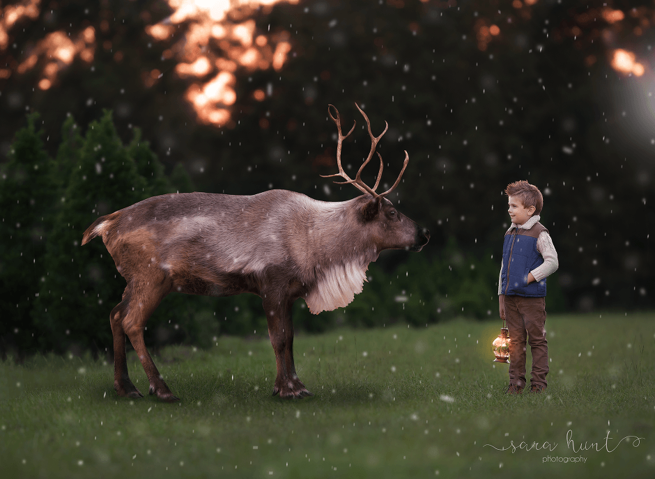 Reindeer fine art image — Pearland, TX — Sara Hunt Photography Reindeer fine art image — Pearland, TX — Sara Hunt Photography