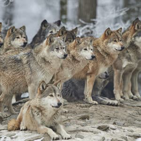 A herd of wolves standing next to each other in the snow.